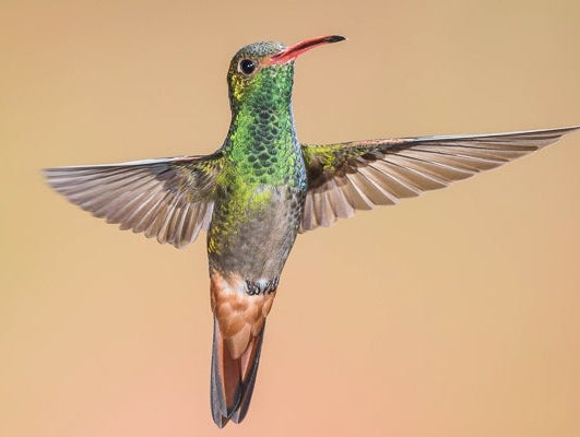 Ecuador Hummingbirds | Julie Horton Photography